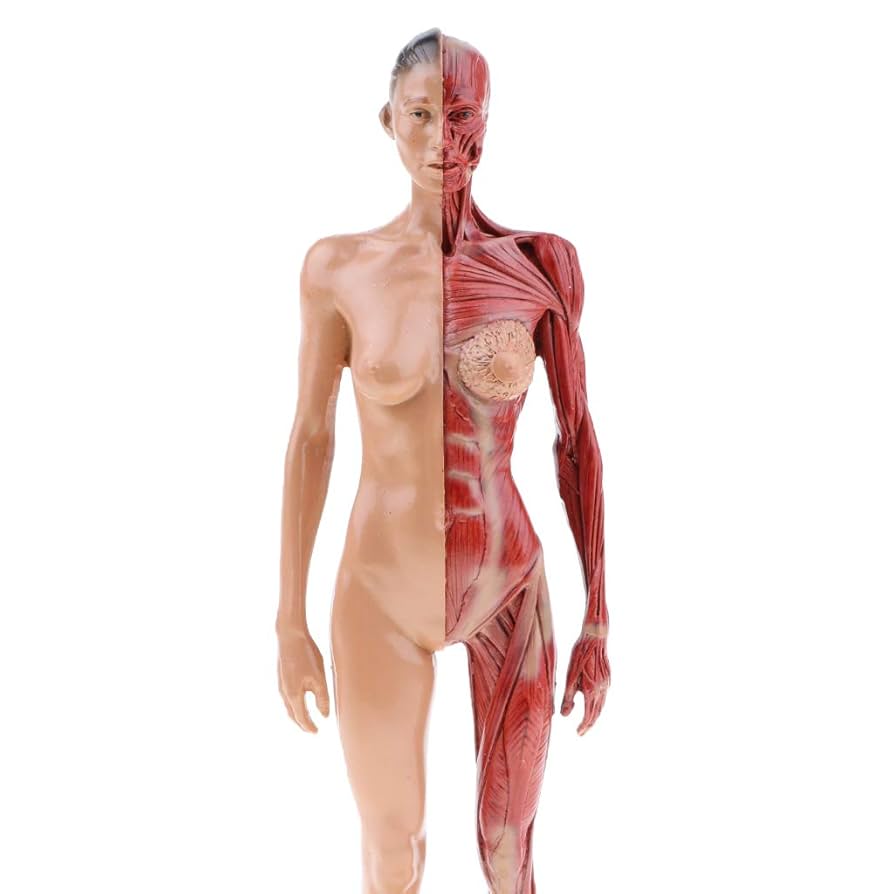 ANATOMY - FEMALE 解剖学模型 51MqcC+PSoL._UF894,1000_QL80_.jpg